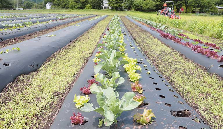 ありのままに芽吹く